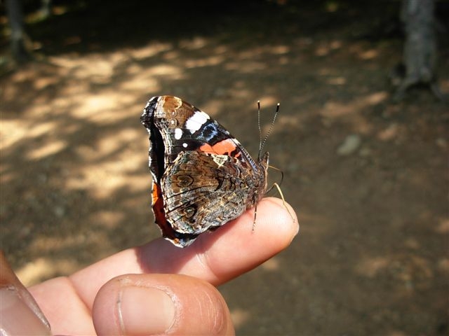 vanessa atalanta